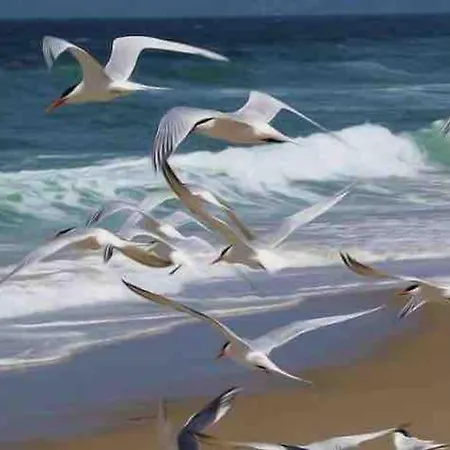 Au Gre Des Bulles كوسيك